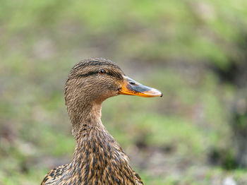 Close-up of duck