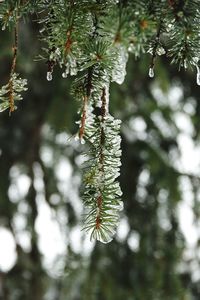 Close-up of pine tree branch during winter