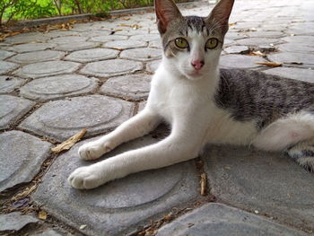 Portrait of cat relaxing on footpath