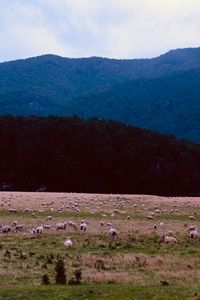 Flock of sheep grazing on field against sky