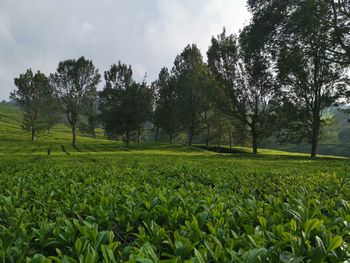 Scenic view of trees growing on field against sky
