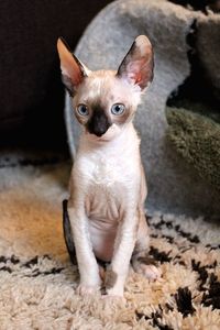 Cornish rex kitten 