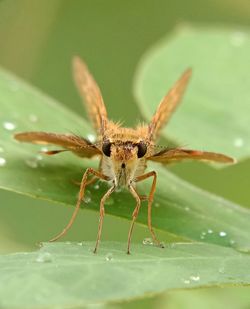 Close-up of insect