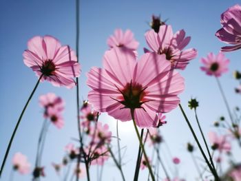 Low angle view of pink flowering plants against sky