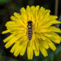 Close-up of insect on yellow flower