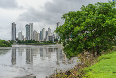 Trees by river against buildings in city