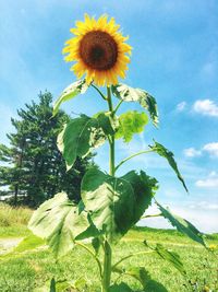 Close-up of sunflower