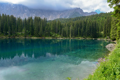 Scenic view of lake in forest