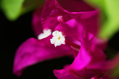 Close-up of pink flower