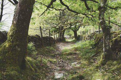 Trees growing in forest