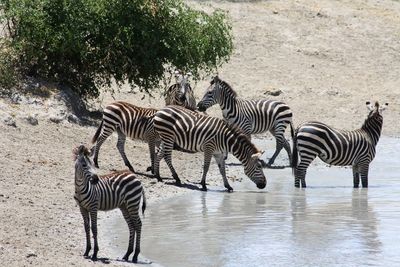 Zebras standing by tree