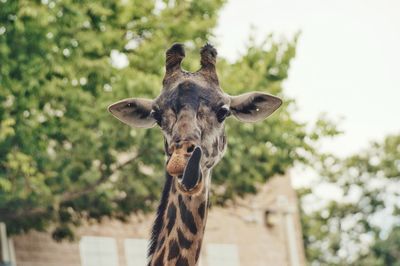 Giraffe sticking out tongue against tree in zoo