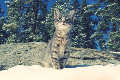 Portrait of a cat looking away