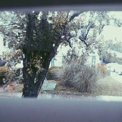 Snow covered trees in winter