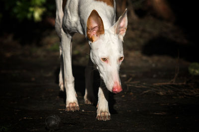 Dog looking away outdoors