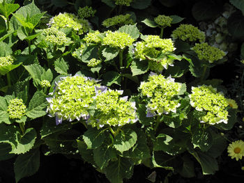 Close-up of plants