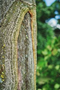 Close-up of tree trunk