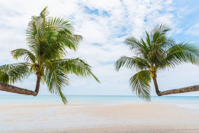 Palm trees on beach against sky