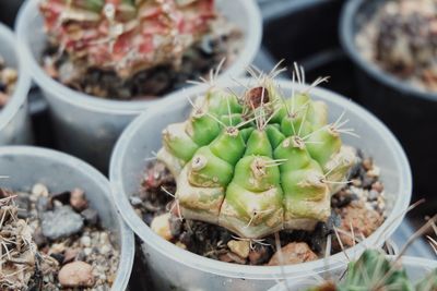 High angle view of succulent plant