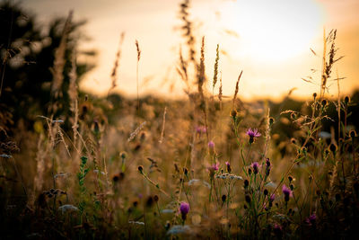 Purple flowering plants on field against sky during sunset