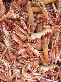 Close-up of prawns in market