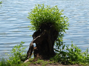 High angle view of tree by lake