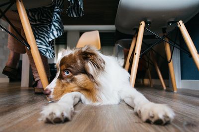 Australian shepherd lying under table on floor at home