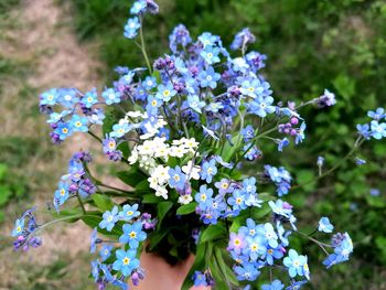 Close-up of forget me not flowers