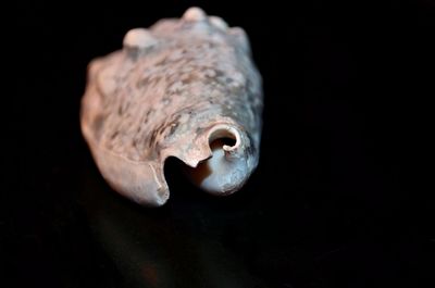 Close-up of seashell against black background