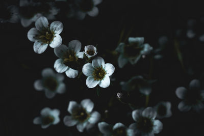 Close-up of white flowers