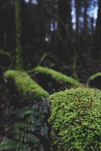 Close-up of moss growing on tree