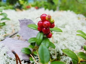 Close-up of red berries on plant