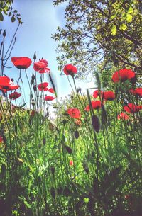 Close-up of red flowers