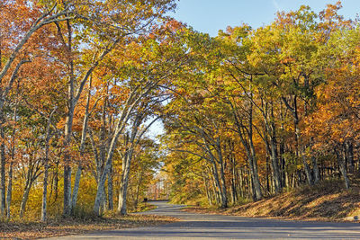 Road amidst trees during autumn