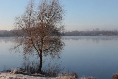 Tree by lake against sky