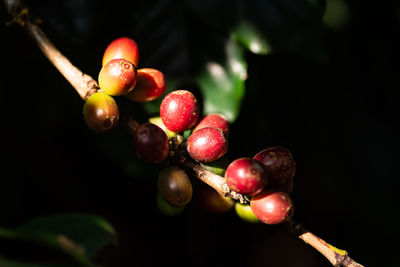 Close-up of red berries growing on plant