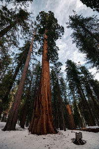 Low angle view of trees against sky