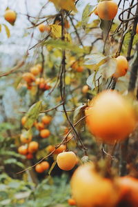 Close-up of orange fruits on tree