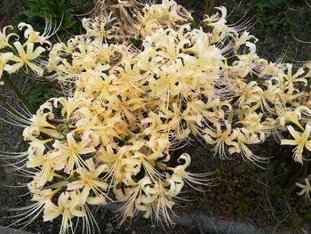 Close-up of yellow flowers blooming outdoors