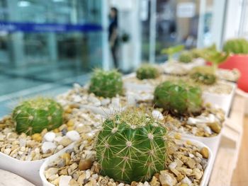 Close-up of cactus growing on potted plant