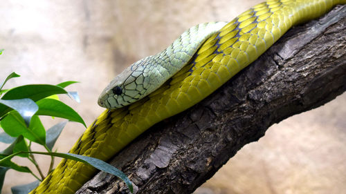 Close-up of lizard on tree