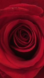 Close-up of red rose