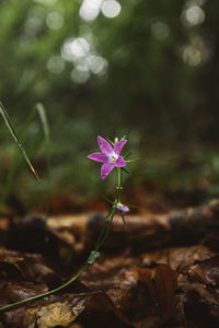 Close-up of pink flowering plant on land