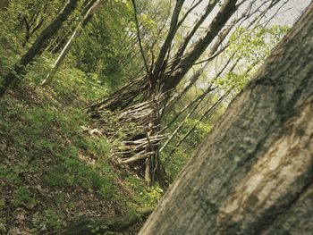 Trees in forest