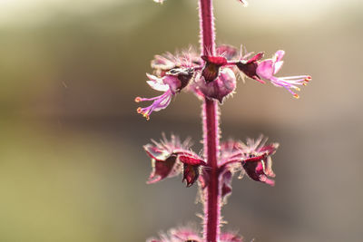 Close-up of wilted pink flowering plant