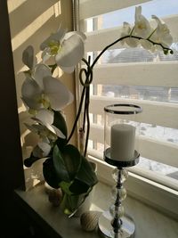 Close-up of flowers on table