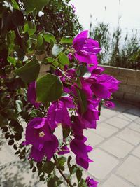 Close-up of purple flowers