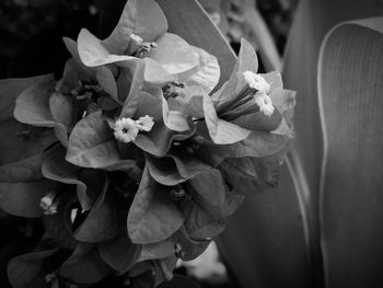 Close-up of rose bouquet