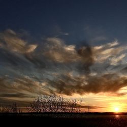 Silhouette trees on field against sky during sunset