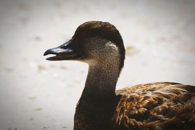 Close-up of an animal